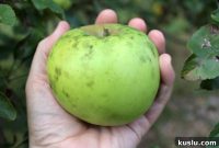 Store Apples Fresh for Over a Year Without a Root Cellar
