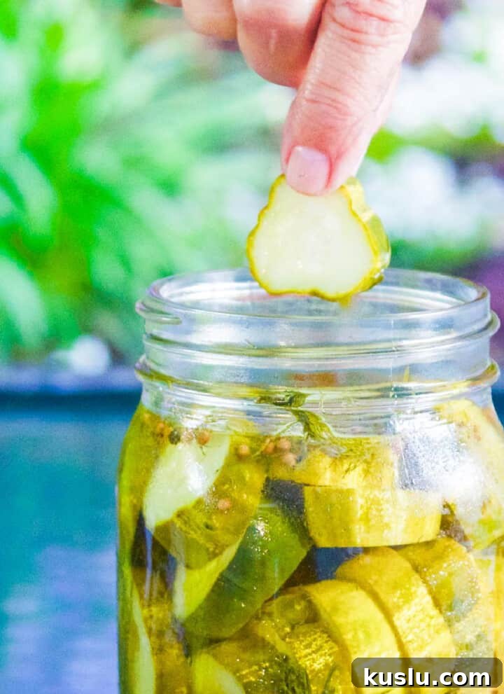 A person pulling a dill pickle chip out of a jar of homemade pickles.