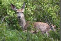 Top Yellowstone Attractions to See in Wyoming (2011 Photos)
