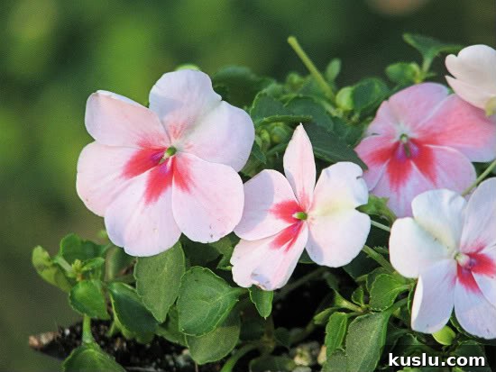 Pastel Floral Cupcake Recipes and Decorating Tips 4 img 564 3