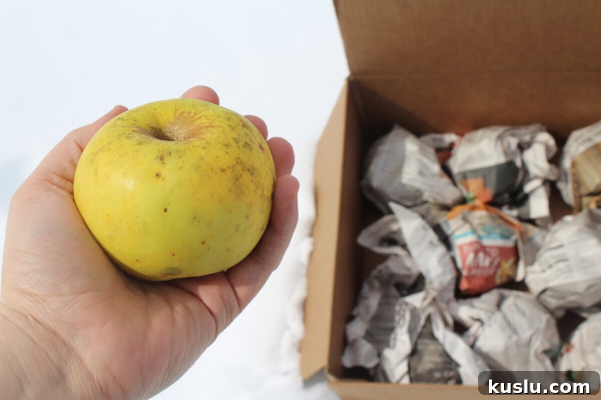 Store Apples Fresh for Over a Year Without a Root Cellar 6 Root cellared apples in spring