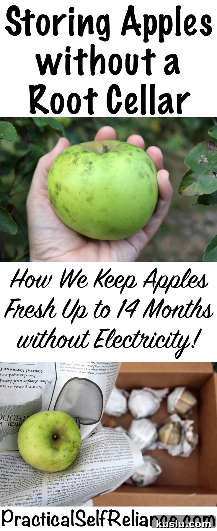 Store Apples Fresh for Over a Year Without a Root Cellar 7 Keep Apples Fresh for Over a Year (without a root cellar) — Practical Self Reliance